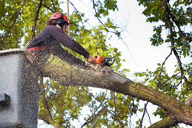 Residential Tree Removal in Sayre, OK